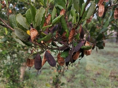 Lomatia dentata