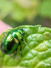 Chrysolina herbacea