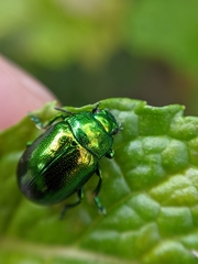 Chrysolina herbacea