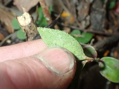 Euonymus lucidus