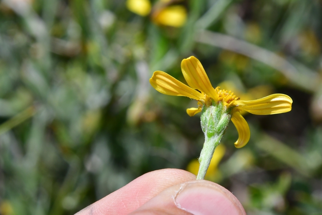 Osteospermum incanum, Cederberg Municipality, South Africa, by joeysantore