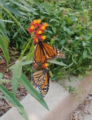 Danaus plexippus