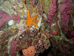 Turritella carinifera