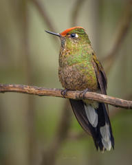 Chalcostigma herrani