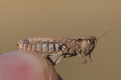 Omocestus petraeus