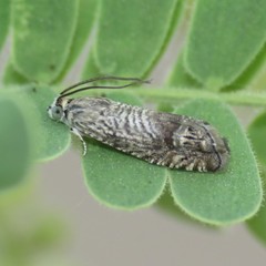 Ofatulena duodecemstriata