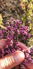 Erica lucida