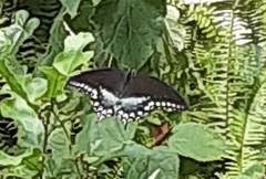 Papilio troilus image