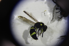 Parancistrocerus declivatus