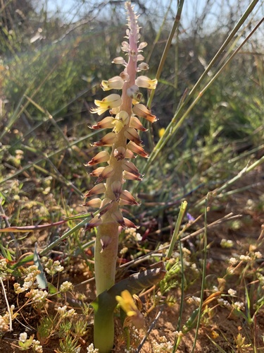 Lachenalia mutabilis