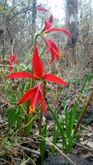 Sprekelia formosissima