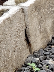 Gonatodes albogularis