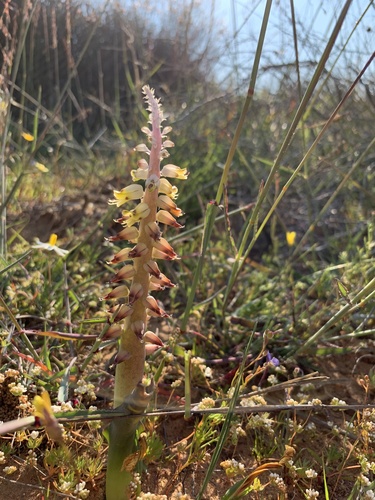 Lachenalia mutabilis