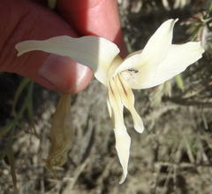 Gladiolus leptosiphon