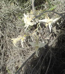 Gladiolus leptosiphon