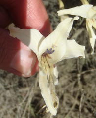 Gladiolus leptosiphon