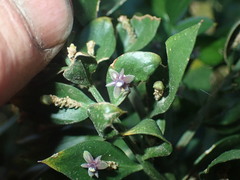 Ruscus