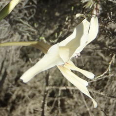 Gladiolus leptosiphon