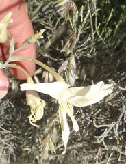 Gladiolus leptosiphon