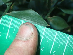 Ruscus