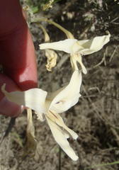 Gladiolus leptosiphon
