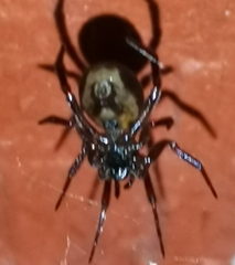 Steatoda bipunctata