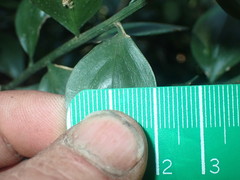 Ruscus