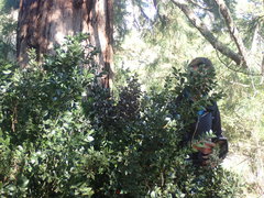 Ruscus
