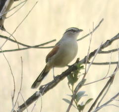 Tchagra australis australis