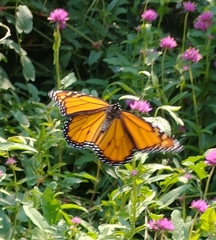 Danaus plexippus