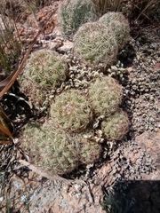 Escobaria chihuahuensis