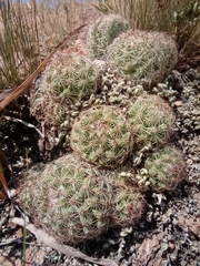 Escobaria chihuahuensis
