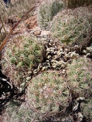 Escobaria chihuahuensis