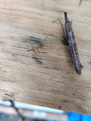 Stagmomantis carolina