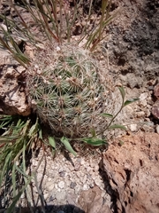 Escobaria chihuahuensis