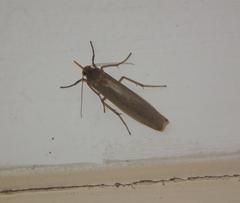 Sozusa scutellata
