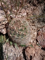 Escobaria chihuahuensis