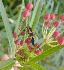 Oncopeltus fasciatus