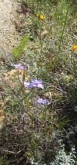 Moraea polyanthos