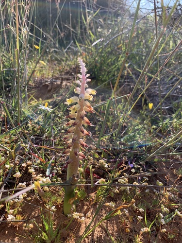 Lachenalia mutabilis