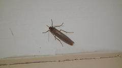 Sozusa scutellata