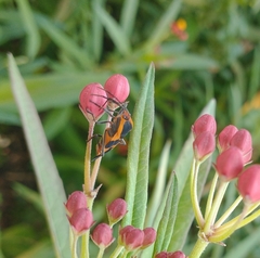 Oncopeltus fasciatus