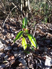 Euonymus pendulus