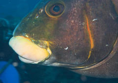 Plectorhinchus plagiodesmus