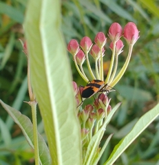 Oncopeltus fasciatus