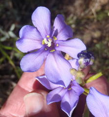 Moraea polyanthos