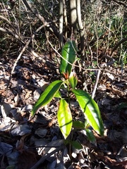 Euonymus pendulus