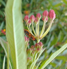 Oncopeltus fasciatus