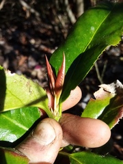 Euonymus pendulus