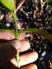 Euonymus pendulus